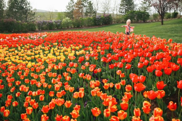 Dallas Arboretum - thiên đường hoa tulip