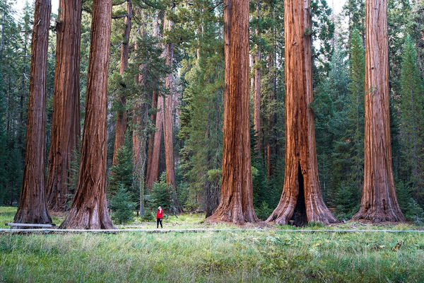Những cây gỗ đỏ ở công viên quốc gia Sequoia