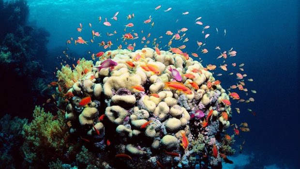 Rạn san hô Great Barrier - Báu vật của nước Úc